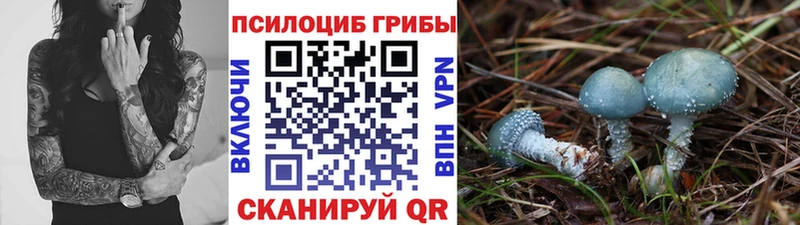 Купить закладки  Елец  Псилоцибиновые грибы MAGIC MUSHROOMS